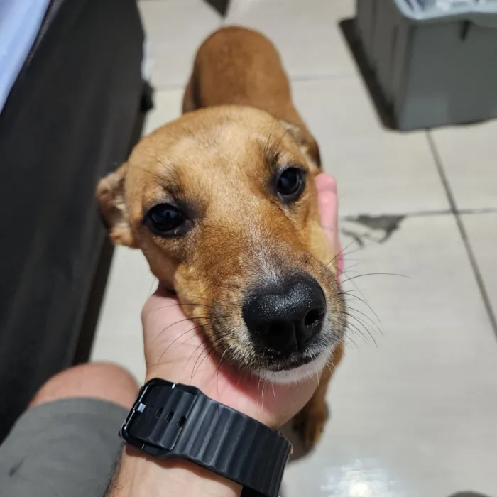 Cachorro raça SRD-ViraLata idade 1 ano nome Helena 