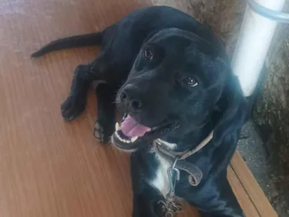Cachorro raça SRD-ViraLata idade 2 anos nome luidy 
