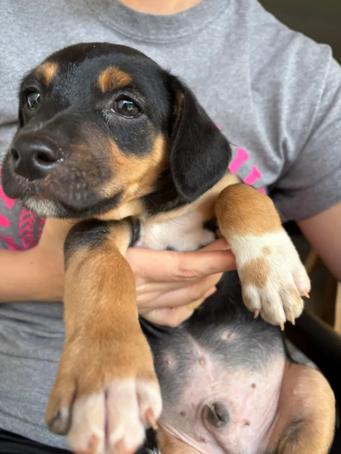 Cachorro raça SRD-ViraLata idade Abaixo de 2 meses nome Amendoim 