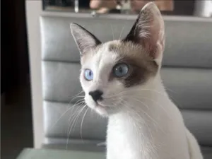 Gato raça SRD-ViraLata idade 7 a 11 meses nome Moana