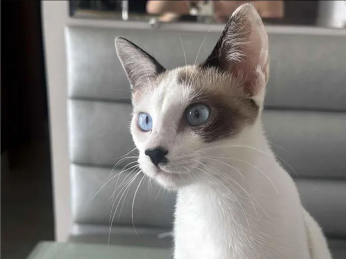 Gato raça SRD-ViraLata idade 7 a 11 meses nome Moana