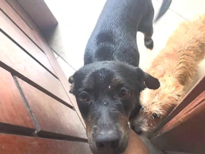 Cachorro raça SRD-ViraLata idade 1 ano nome Pingo 