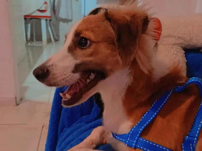 Cachorro raça SRD-ViraLata idade 1 ano nome bolinha 