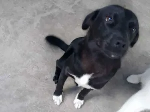 Cachorro raça SRD-ViraLata idade 7 a 11 meses nome Zeus