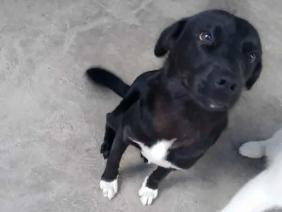 Cachorro raça SRD-ViraLata idade 7 a 11 meses nome Zeus