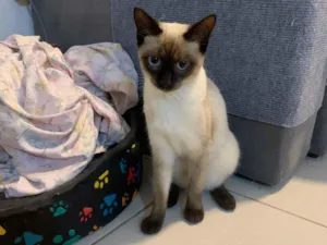 Gato raça Siamês idade 2 a 6 meses nome Ahri