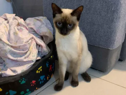 Gato raça Siamês idade 2 a 6 meses nome Ahri