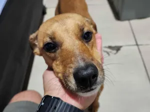 Cachorro raça SRD-ViraLata idade 1 ano nome Helena 