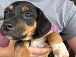 Cachorro raça SRD-ViraLata idade Abaixo de 2 meses nome Amendoim 