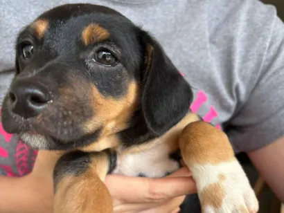 Cachorro raça SRD-ViraLata idade Abaixo de 2 meses nome Amendoim 