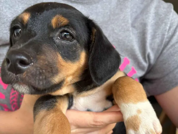 Cachorro raça SRD-ViraLata idade Abaixo de 2 meses nome Amendoim 