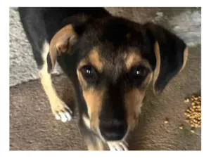 Cachorro raça SRD-ViraLata idade 2 a 6 meses nome Ruliço