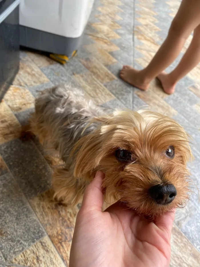 Cachorro raça Shitzu idade 6 ou mais anos nome Barto 