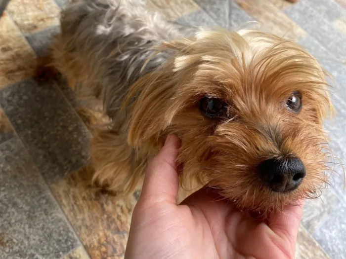 Cachorro raça Shitzu idade 6 ou mais anos nome Barto 