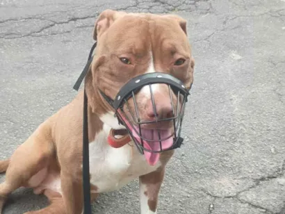 Cachorro raça Pit-Bull idade 1 ano nome Tyson