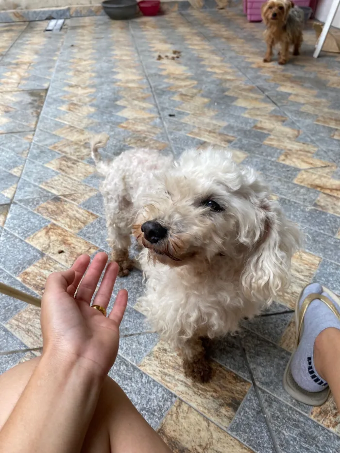 Cachorro raça Poodle idade 6 ou mais anos nome Lua