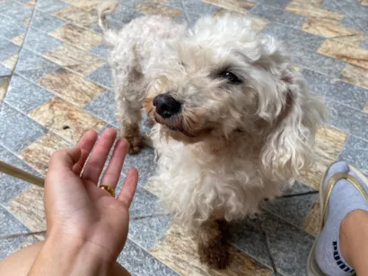 Cachorro raça Poodle idade 6 ou mais anos nome Lua