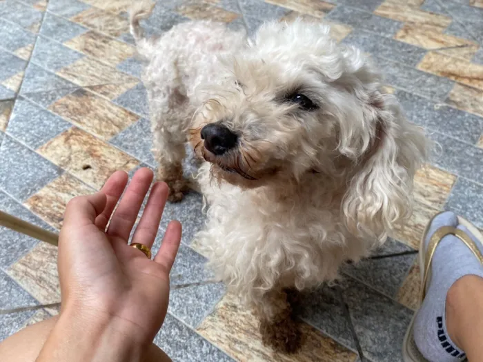 Cachorro raça Poodle idade 6 ou mais anos nome Lua