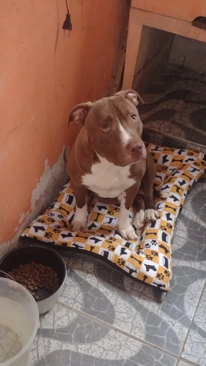 Cachorro raça Pit-Bull idade 1 ano nome Tyson