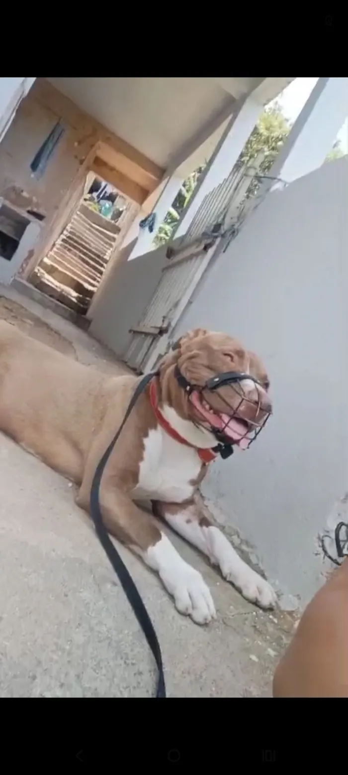 Cachorro raça Pit-Bull idade 1 ano nome Tyson