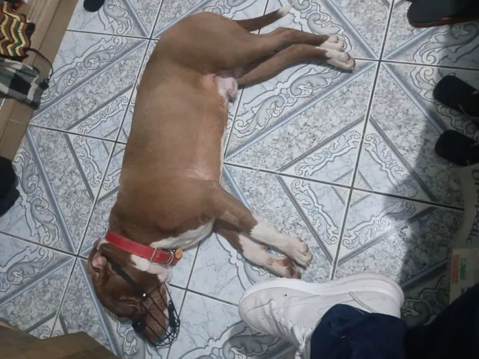 Cachorro raça Pit-Bull idade 1 ano nome Tyson