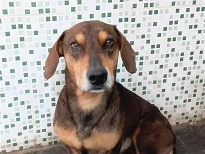 Cachorro raça SRD-ViraLata idade 3 anos nome Bidu