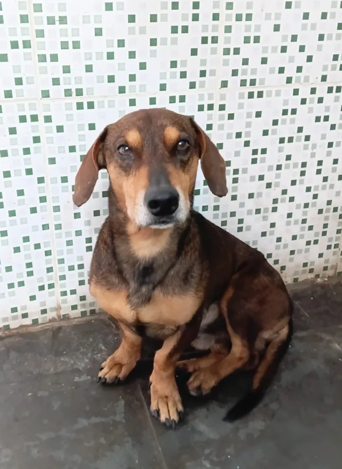 Cachorro raça SRD-ViraLata idade 3 anos nome Bidu