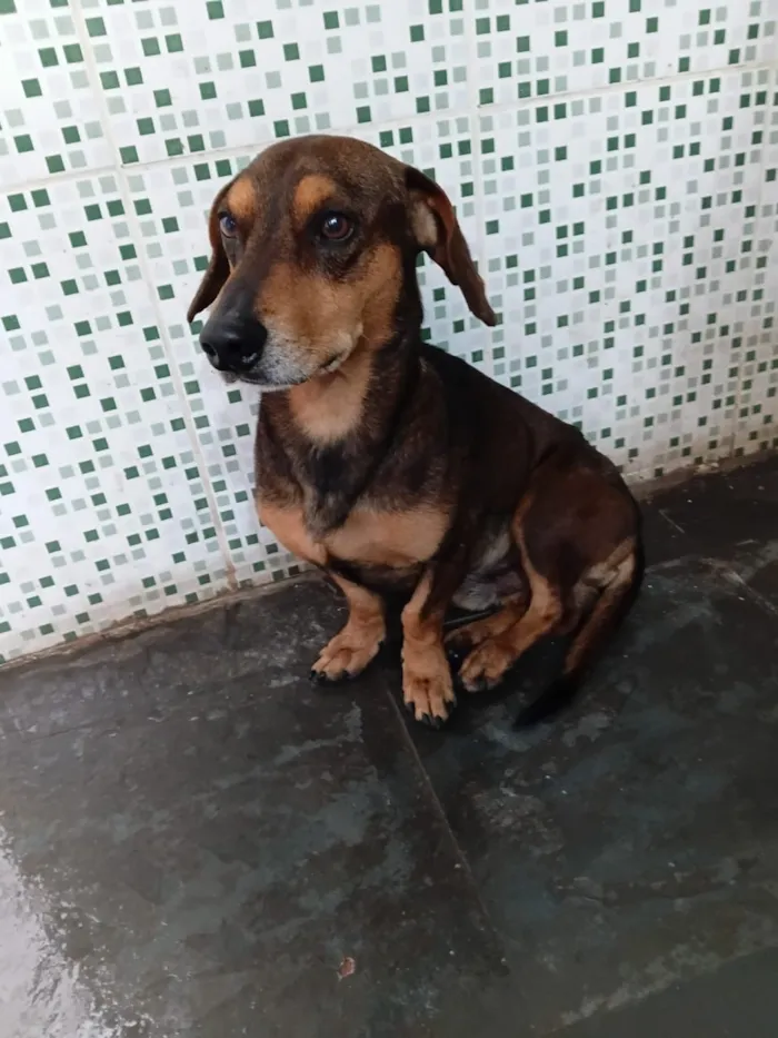 Cachorro raça SRD-ViraLata idade 3 anos nome Bidu