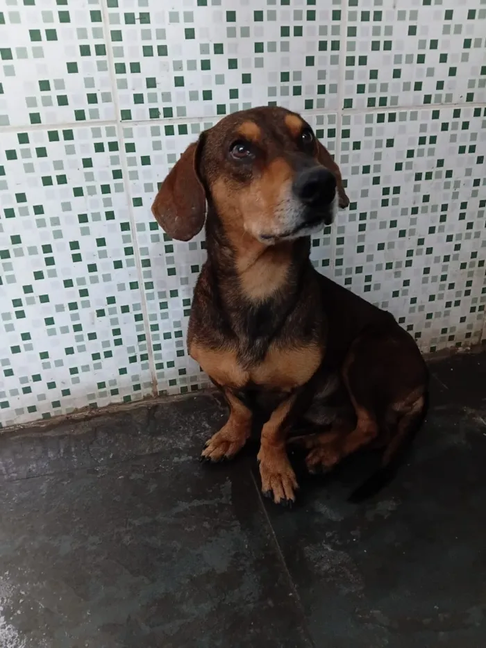 Cachorro raça SRD-ViraLata idade 3 anos nome Bidu