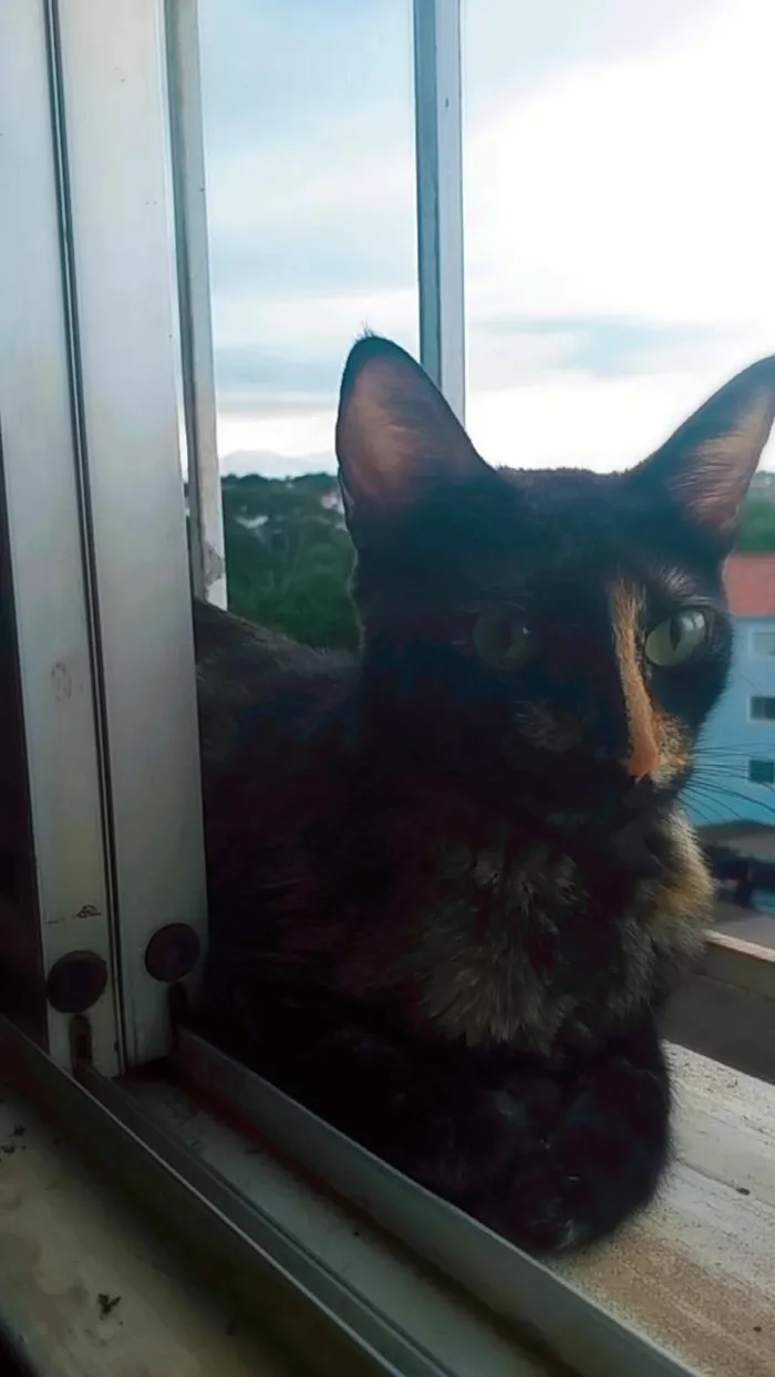 Gato raça SRD-ViraLata idade 1 ano nome Luna