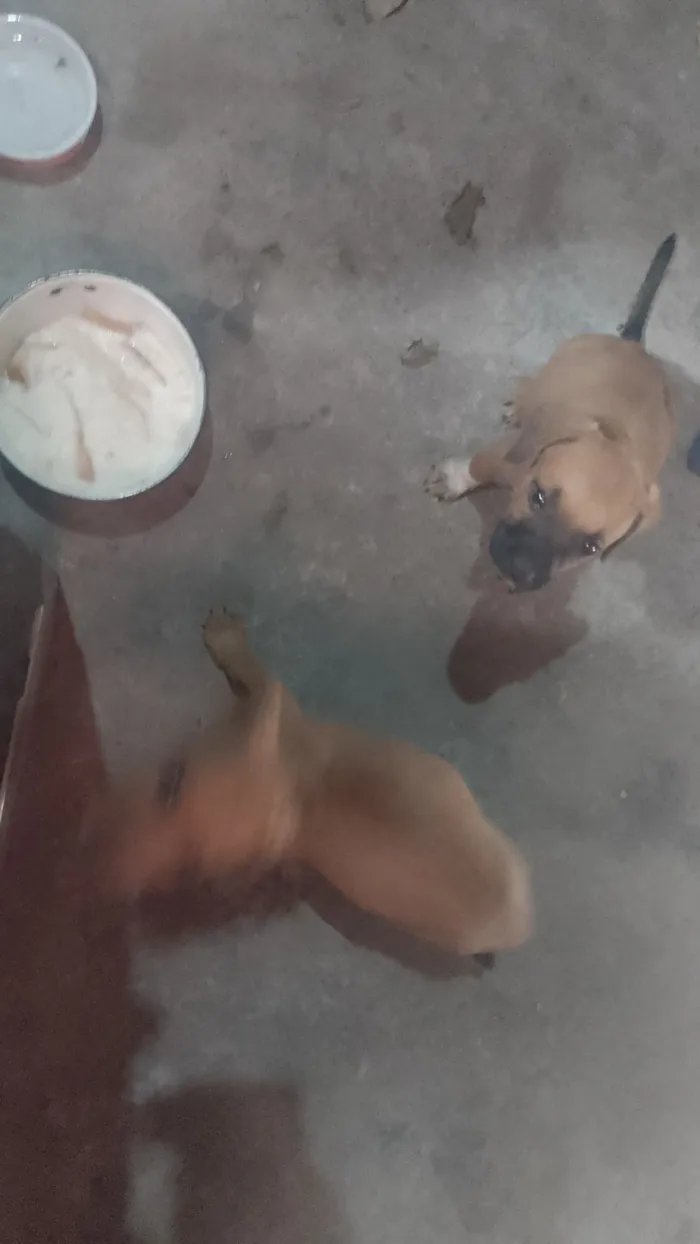 Cachorro raça SRD-ViraLata idade 2 a 6 meses nome sem nome 