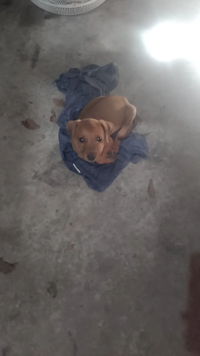 Cachorro raça SRD-ViraLata idade 2 a 6 meses nome sem nome 