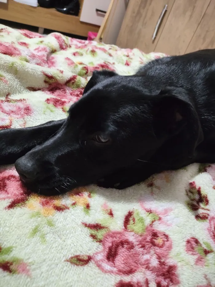 Cachorro raça SRD-ViraLata idade 7 a 11 meses nome pandora