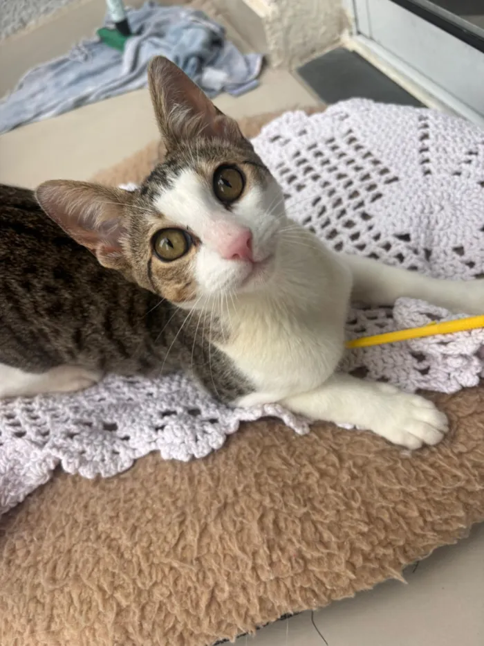 Gato raça SRD-ViraLata idade 7 a 11 meses nome Theo 