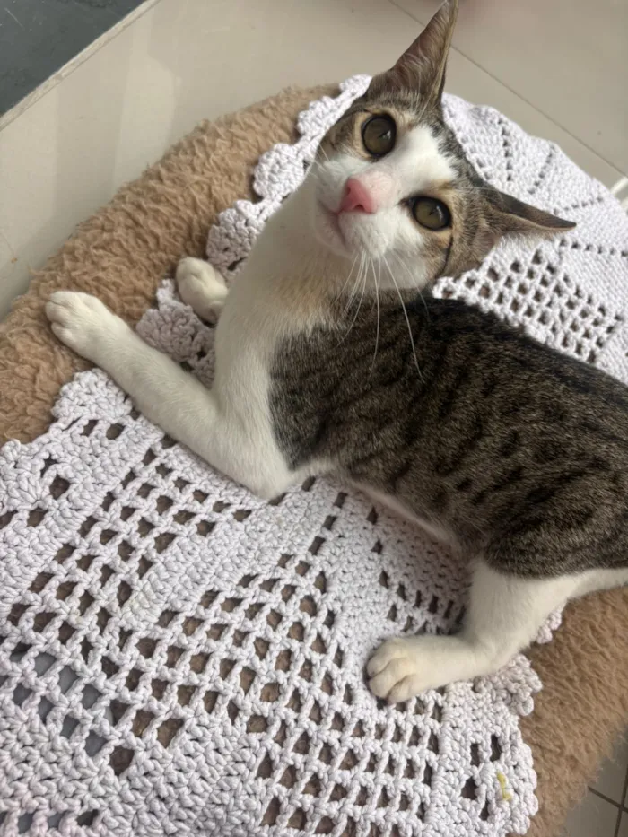 Gato raça SRD-ViraLata idade 7 a 11 meses nome Theo 