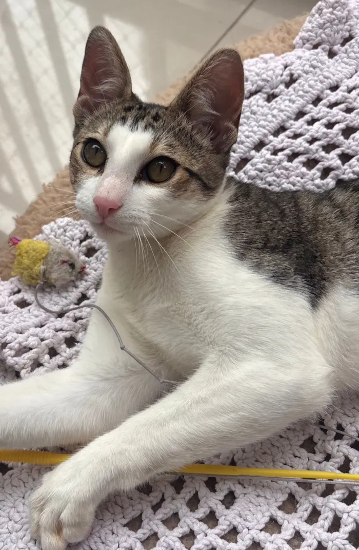 Gato raça SRD-ViraLata idade 7 a 11 meses nome Theo 