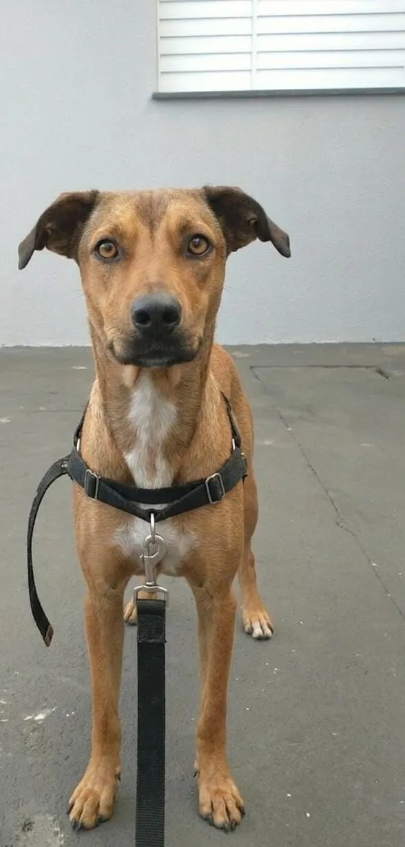 Cachorro raça SRD-ViraLata idade 2 anos nome Calvin e Klein 