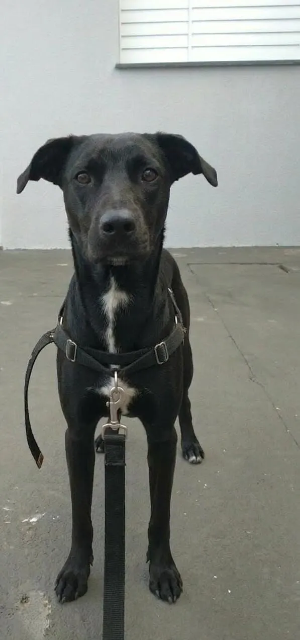 Cachorro raça SRD-ViraLata idade 2 anos nome Calvin e Klein 