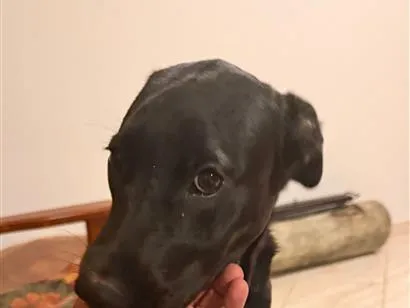 Cachorro raça SRD-ViraLata idade 2 a 6 meses nome Wandinha 