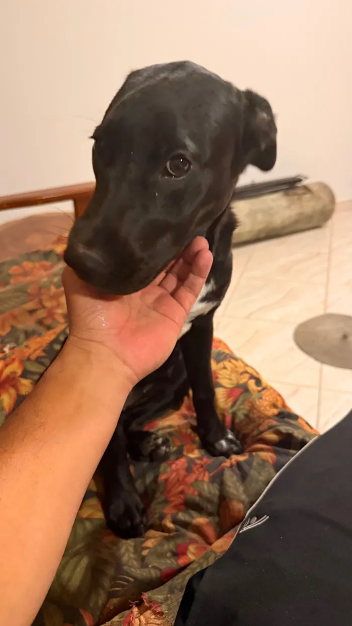 Cachorro raça SRD-ViraLata idade 2 a 6 meses nome Wandinha 