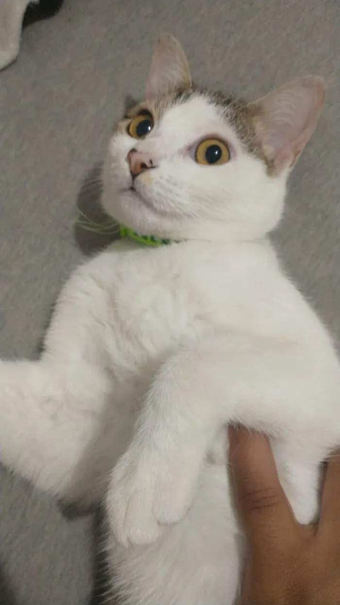 Gato raça SRD-ViraLata idade 1 ano nome Pretinha