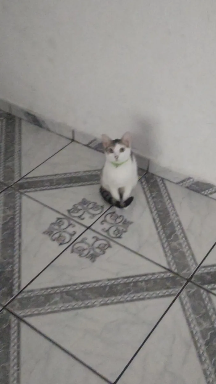 Gato raça SRD-ViraLata idade 1 ano nome Pretinha