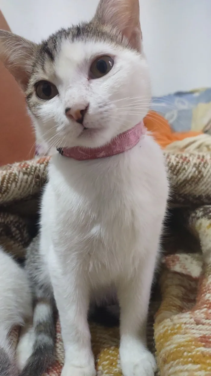 Gato raça SRD-ViraLata idade 1 ano nome Pretinha