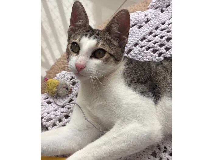 Gato raça SRD-ViraLata idade 7 a 11 meses nome Theo 