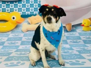 Cachorro raça Fox Terrier idade 6 ou mais anos nome Pink