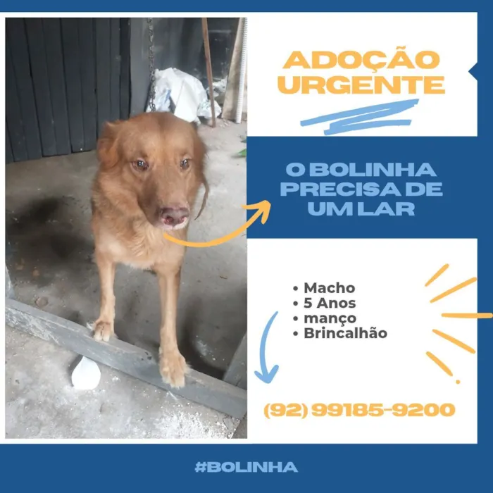 Cachorro raça SRD-ViraLata idade 5 anos nome bolinha 