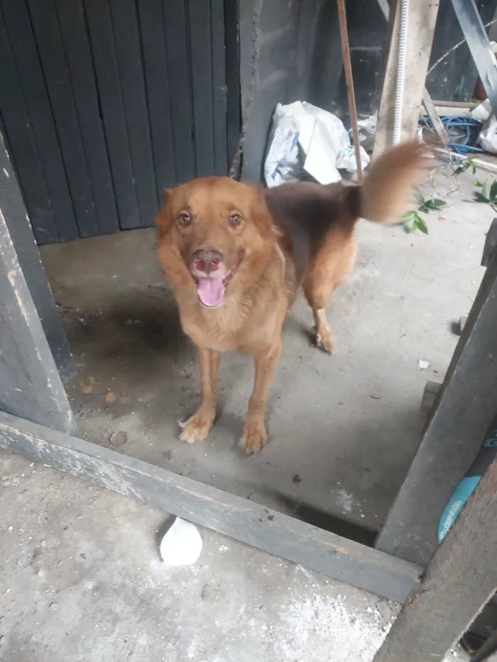 Cachorro raça SRD-ViraLata idade 5 anos nome bolinha 