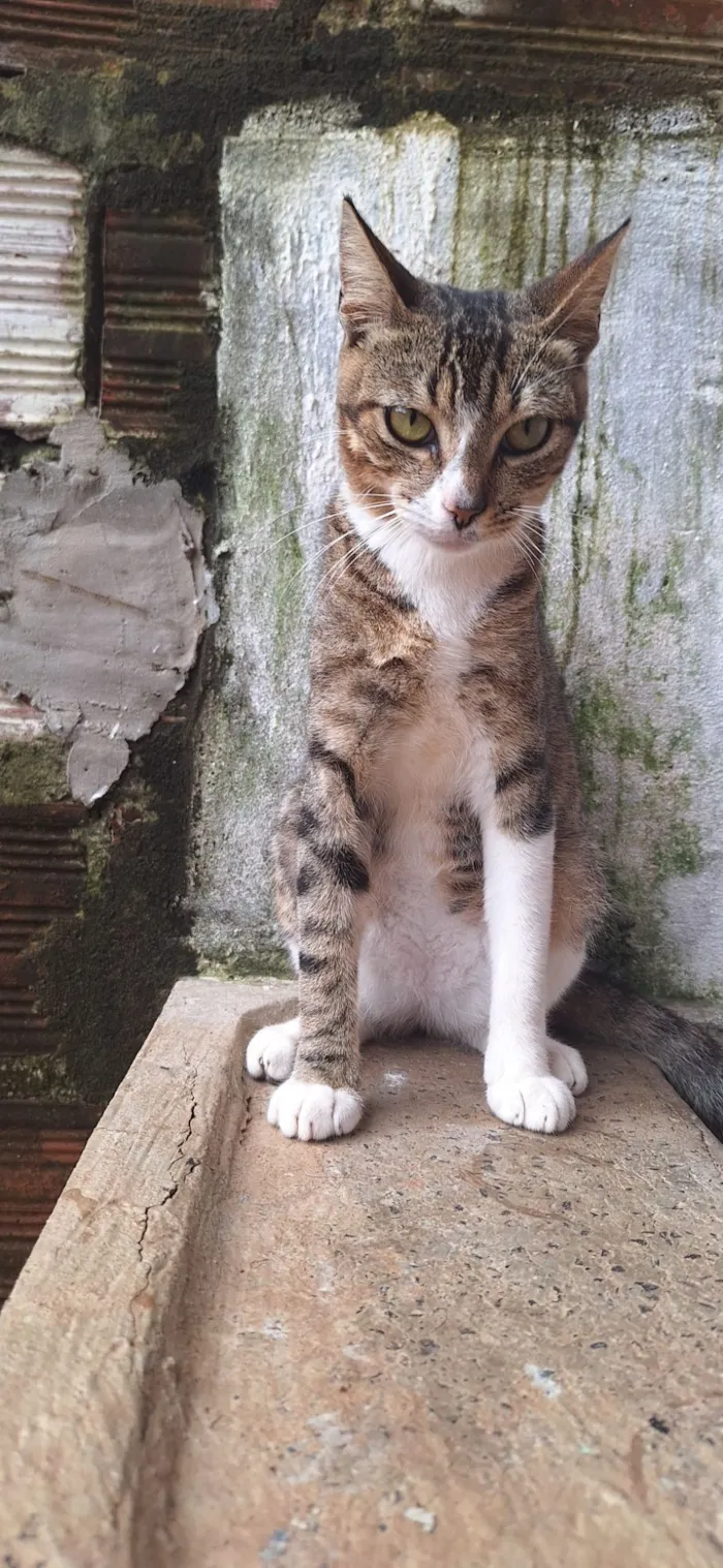 Gato raça American Shorthair idade 7 a 11 meses nome Theodora