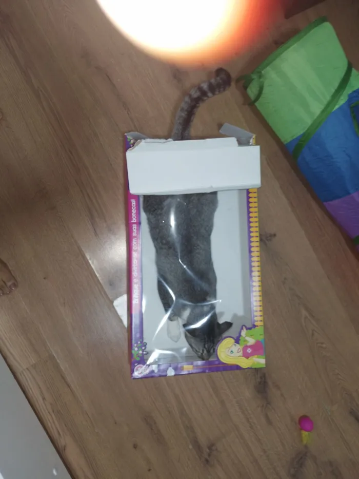 Gato raça SRD-ViraLata idade 3 anos nome Charles 