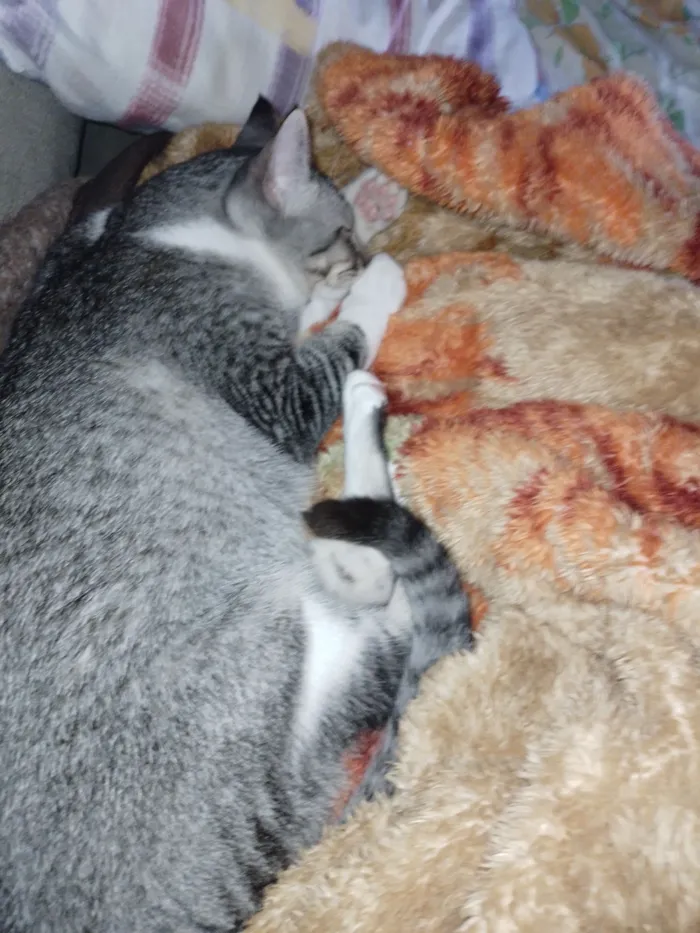 Gato raça SRD-ViraLata idade 3 anos nome Charles 